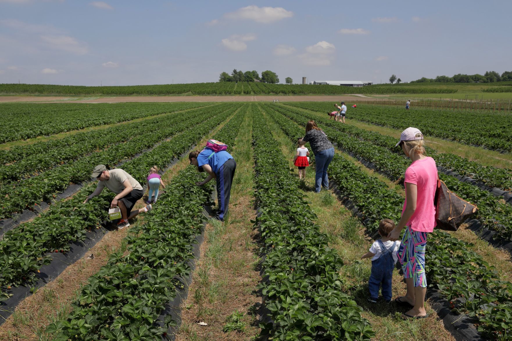 Strawberry picking season
